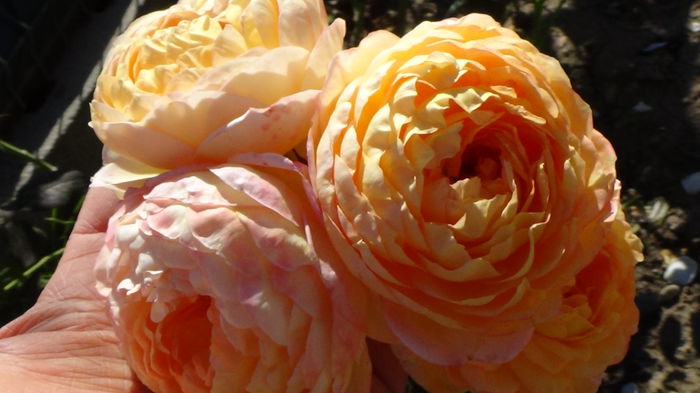 DSC01660 - Rosomane Janon G5