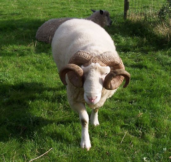 Wiltshire Horn-berbec - Rase de oi si capre-Poze deosebite-1