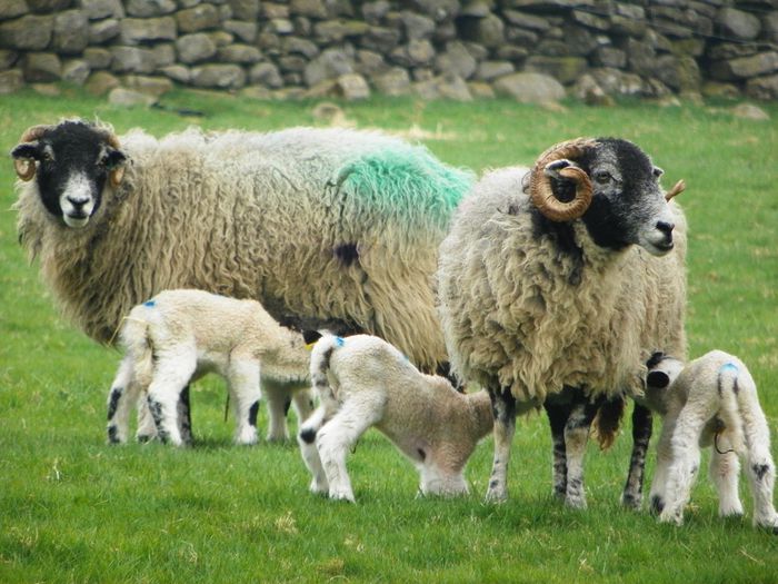 Swaledale oi frumoase - Rase de oi si capre-Poze deosebite-1