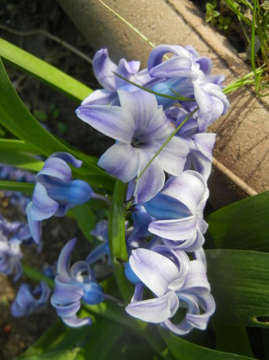 Hyacinth Delft Blue (2014, March 30)