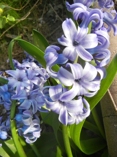 Hyacinth Delft Blue (2014, March 30) - Hyacinth Delft Blue