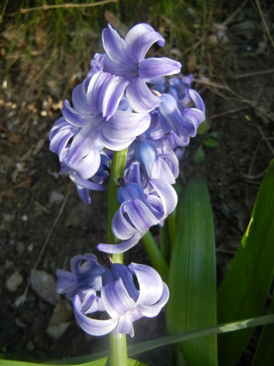 Hyacinth Delft Blue (2014, March 30)