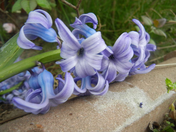 Hyacinth Delft Blue (2014, April 01) - Hyacinth Delft Blue