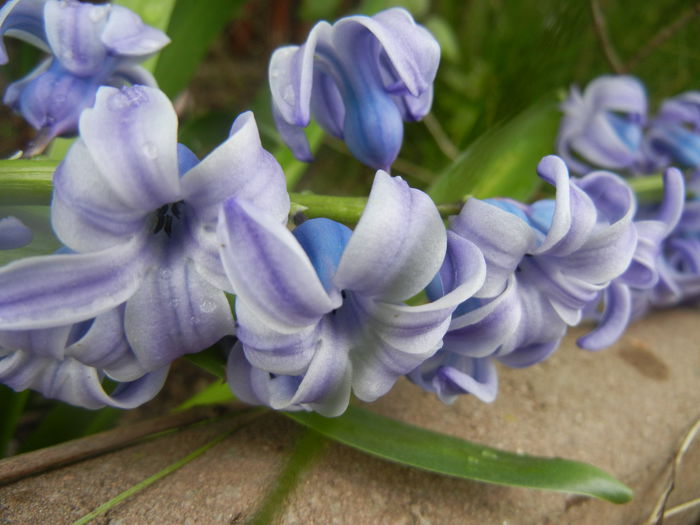 Hyacinth Delft Blue (2014, April 01) - Hyacinth Delft Blue
