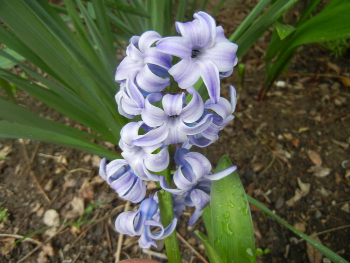 Hyacinth Delft Blue (2014, April 01)