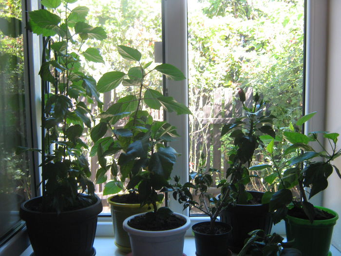 Picture My plants 920 - Sfarsit de semptembrie-2014