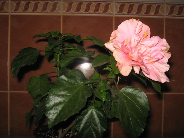Picture My plants 1305; Hibi roz  cu galbui batut
