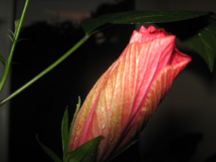 Picture My plants 1309; hibi roz galbui batut- boboc

