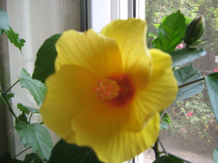 Picture My plants 752 - Sfarsit de semptembrie-2014