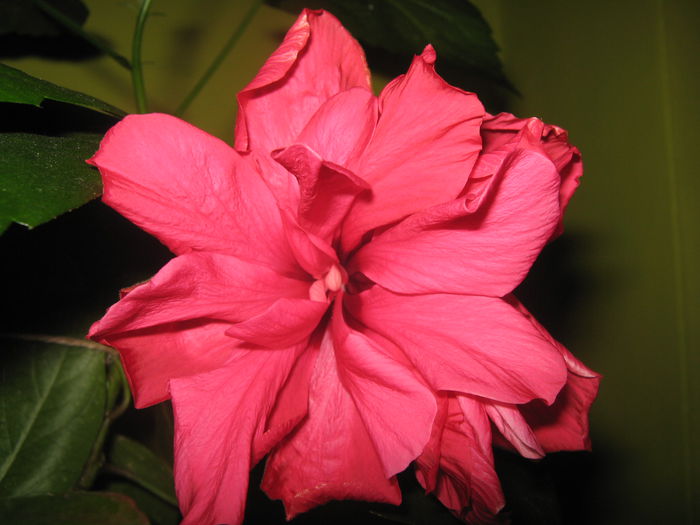 Picture My plants 1390 - Sfarsit de semptembrie-2014