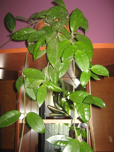 Picture My plants 1465; Hoya
