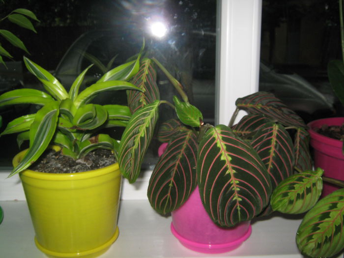Picture My plants 1358; dracena si maranta
