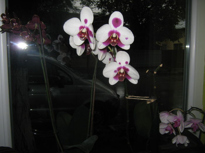 Picture My plants 1360; orhidee
