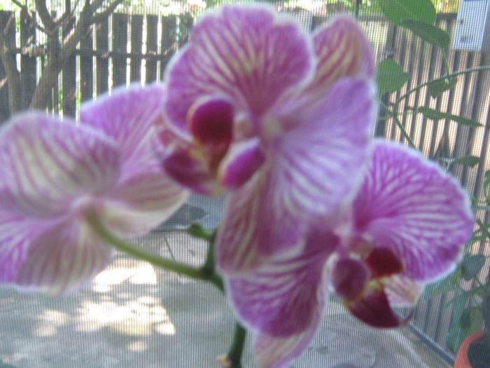 Picture My plants 613 - Sfarsit de semptembrie-2014