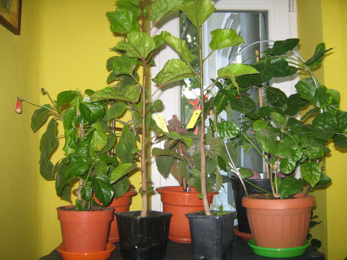 Picture My plants 1392