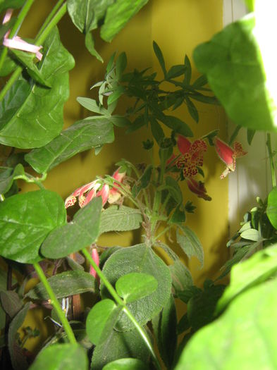 Picture My plants 1462; kohleria bibi
