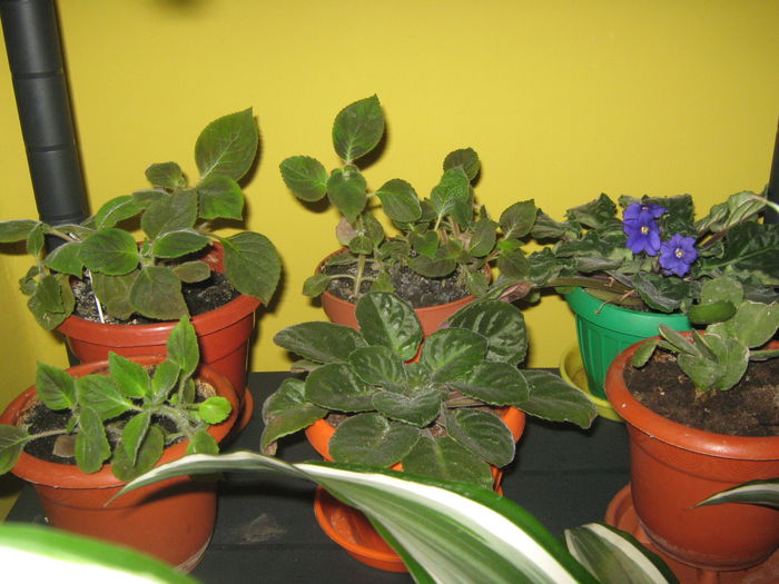 Picture My plants 1397