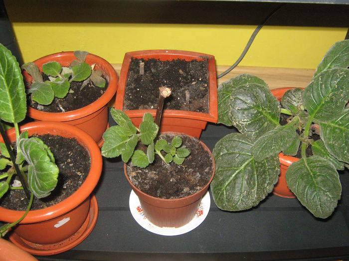Picture My plants 1398