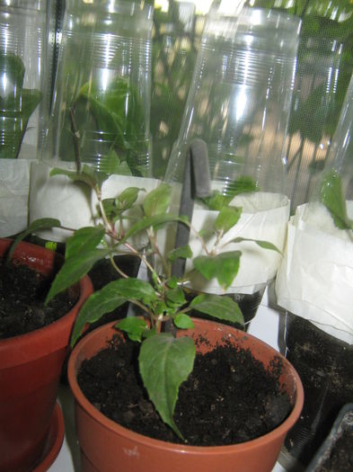 Picture My plants 1464