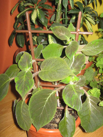 Picture My plants 1402; kohleria

