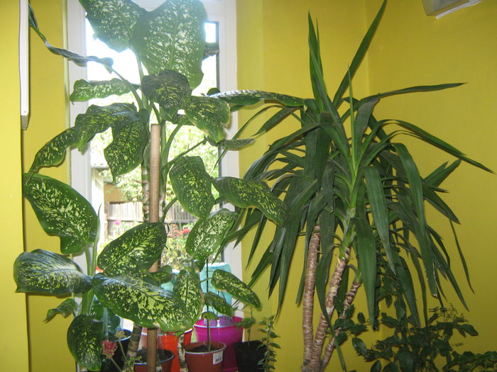 Picture My plants 1408 - Sfarsit de semptembrie-2014