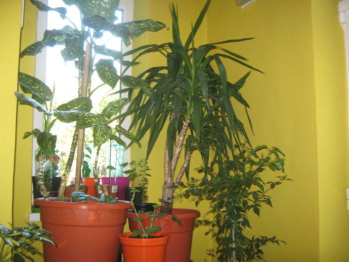 Picture My plants 1501 - Sfarsit de semptembrie-2014