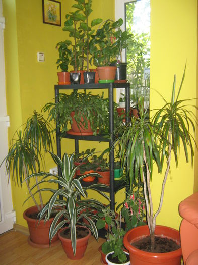 Picture My plants 1499 - Sfarsit de semptembrie-2014