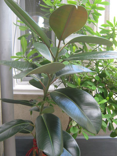 Picture My plants 1435 - Sfarsit de semptembrie-2014