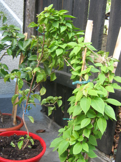 Picture My plants 1444 - Sfarsit de semptembrie-2014