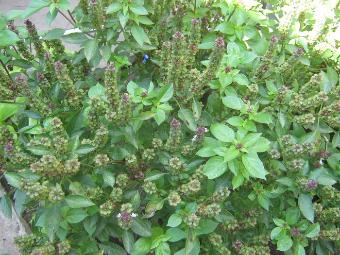 Picture My plants 1446 - Sfarsit de semptembrie-2014