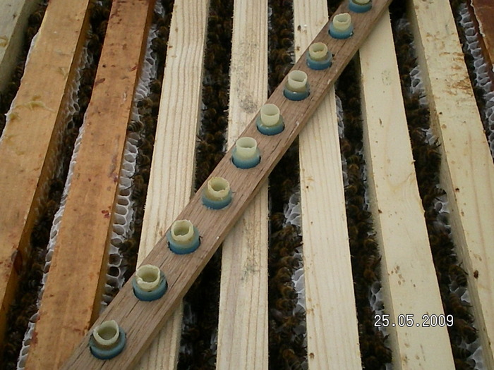 SANY0109; sclivisirea(netezirea) de catre albine a botcilor artificiale.
