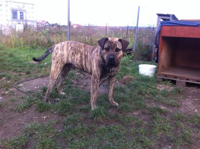 maxi3 - presa canario pentru monta