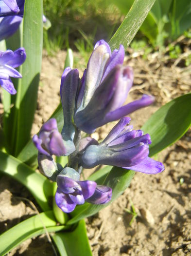 Hyacinth Peter Stuyvesant (2014, Mar.23) - Hyacinth Peter Stuyvesant