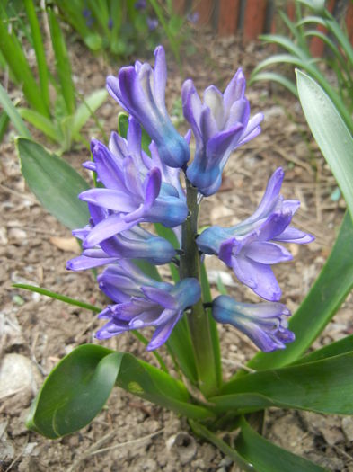 Hyacinth Peter Stuyvesant (2014, Mar.24) - Hyacinth Peter Stuyvesant