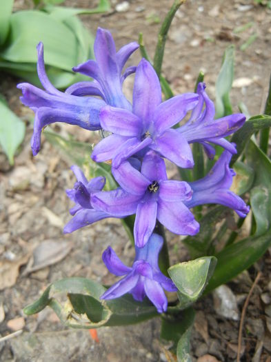 Hyacinth Peter Stuyvesant (2014, Mar.24) - Hyacinth Peter Stuyvesant