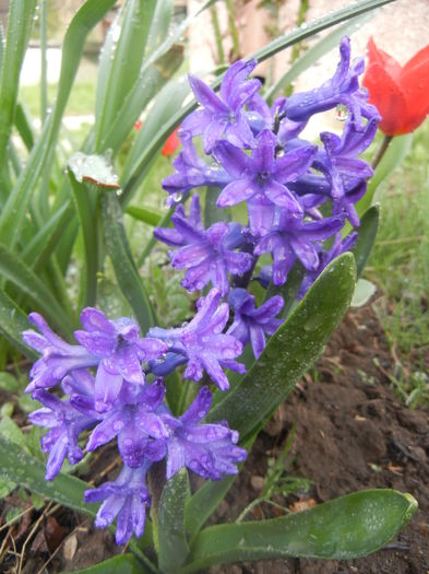 Hyacinth Peter Stuyvesant (2014, Mar.24) - Hyacinth Peter Stuyvesant