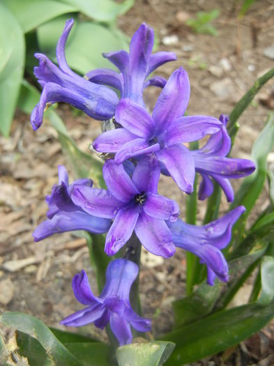 Hyacinth Peter Stuyvesant (2014, Mar.25) - Hyacinth Peter Stuyvesant