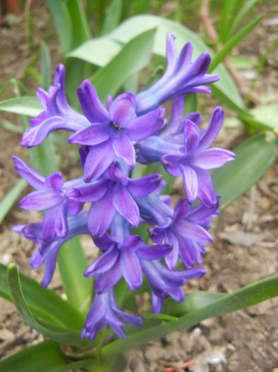Hyacinth Peter Stuyvesant (2014, Mar.25) - Hyacinth Peter Stuyvesant