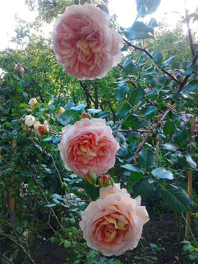 Abraham Darby; English Rose
