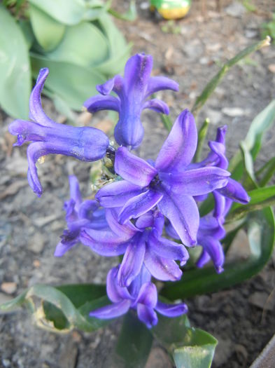 Hyacinth Peter Stuyvesant (2014, Mar.27) - Hyacinth Peter Stuyvesant