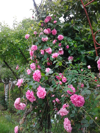 Gertrude Jekyll - Butasi roze 2014