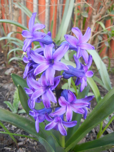 Hyacinth Peter Stuyvesant (2014, Mar.27) - Hyacinth Peter Stuyvesant