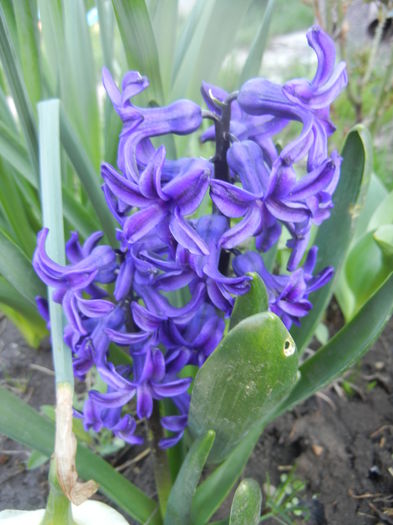 Hyacinth Peter Stuyvesant (2014, Mar.29) - Hyacinth Peter Stuyvesant