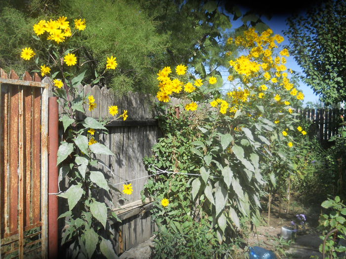 helianthus giganteum - gradina flori 2014-2