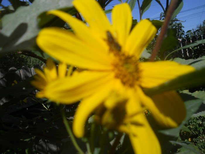nectar de toamna - gradina flori 2014-2