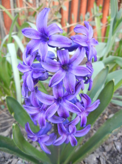 Hyacinth Peter Stuyvesant (2014, Mar.30) - Hyacinth Peter Stuyvesant