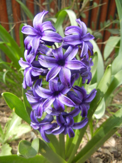 Hyacinth Peter Stuyvesant (2014, April 03) - Hyacinth Peter Stuyvesant