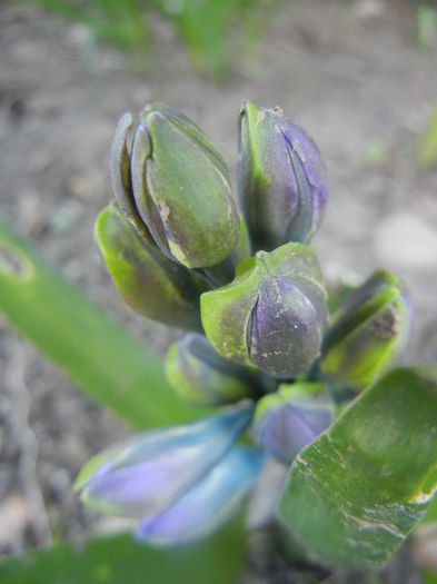Hyacinth Isabelle (2014, March 20)
