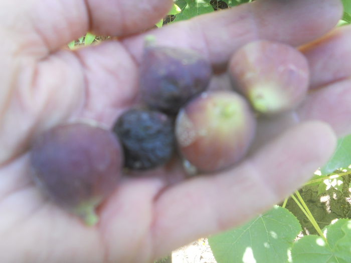 smochine negre