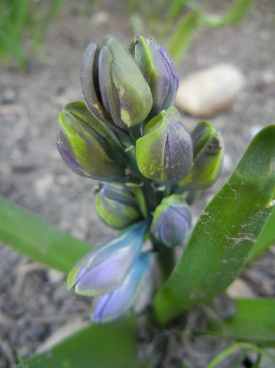Hyacinth Isabelle (2014, March 20)